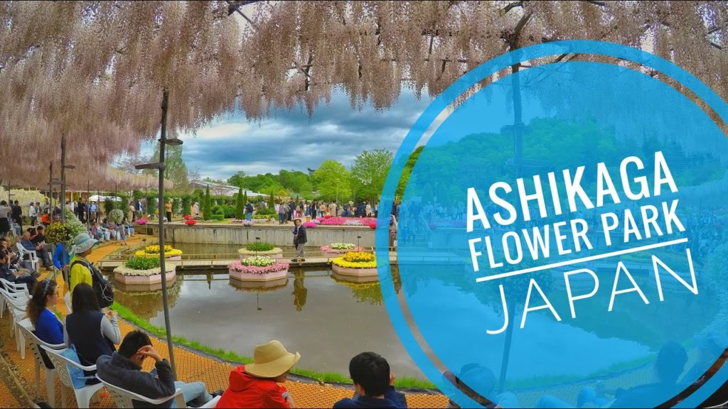#Wisteria #Ashikaga #Flower #Japan Beautiful Wisteria Ashikaga Flower Park Guide,Tochigi Tokyo Japan