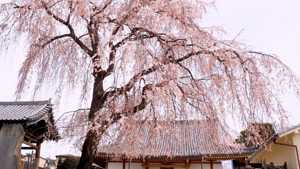 TOKYO【Cherry blossoms】Sightseeing spots of weeping cherry trees“shidare zakura”in TOKYO. #4K