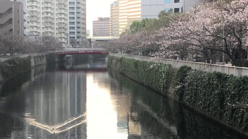 東京桜開花!Tokyo Cherry Blossom 2020 ~目黒川 五反田周辺を散歩 Meguro River Sakura walk around Gotanda area 東京桜開花!Tokyo Cherry Blossom 2020 ~目黒川 五反田周辺を散歩 Meguro River Sakura walk around Gotanda area