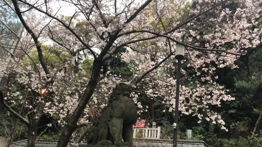 東京桜開花！Tokyo Cherry Blossom 2020 【3/23 山王日枝神社 赤坂】Sanno Hie Jinja Shrine in Akasaka 23 March update
