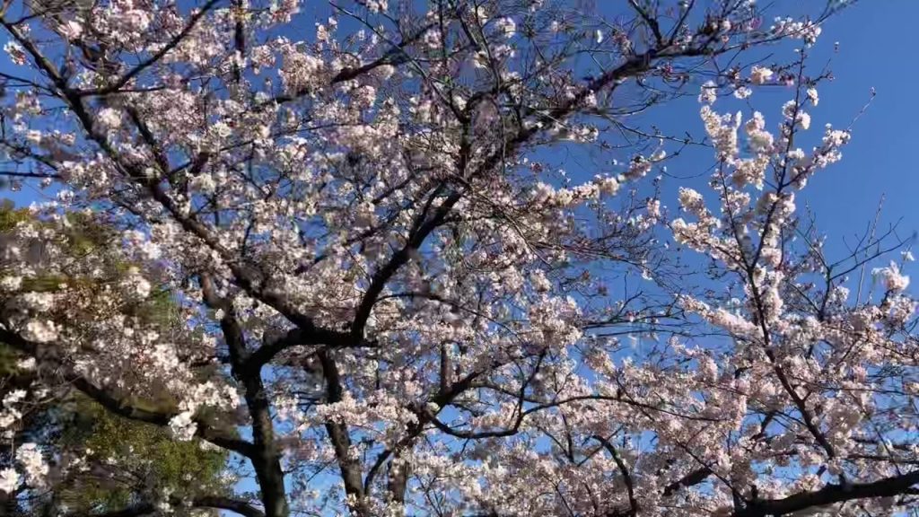 Tokyo Sakura 桜満開! 東京猿江謝恩公園(東京 江東区)Japan Cherry Blossom 2020 Japan walk in Sarue-Shaon Park in Tokyo Tokyo Sakura 桜満開! 東京猿江謝恩公園(東京 江東区)Japan Cherry Blossom 2020 Japan walk in Sarue-Shaon Park in Tokyo