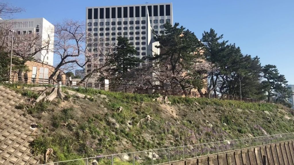 四ツ谷駅の桜 Tokyo Cherry Blossom 2020 JR Yotsuya Station 線路沿いの桜～JR四ツ谷駅周辺の桜の咲き具合はこんなカンジ（2020.3.25)