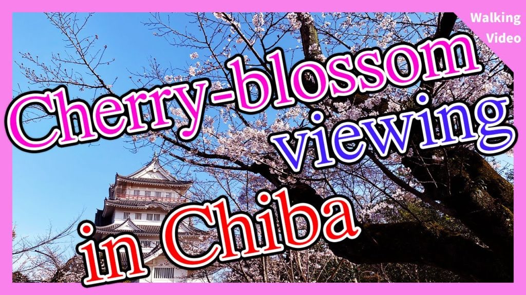 【Japan】Cherry-blossom viewing in Chiba【Chiba】