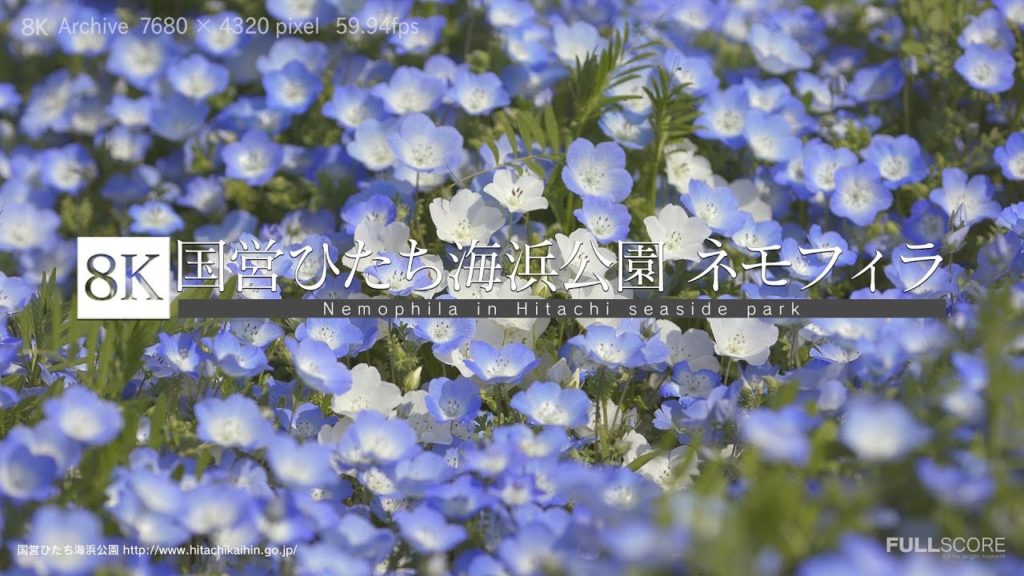 [8K footage] Nemophila in Hitachi seaside park【ネモフィラ・ブルー、ひたち海浜公園_8K】