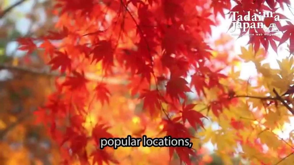 Introducing Tadaima Japan: Japanese Culture Web Magazine