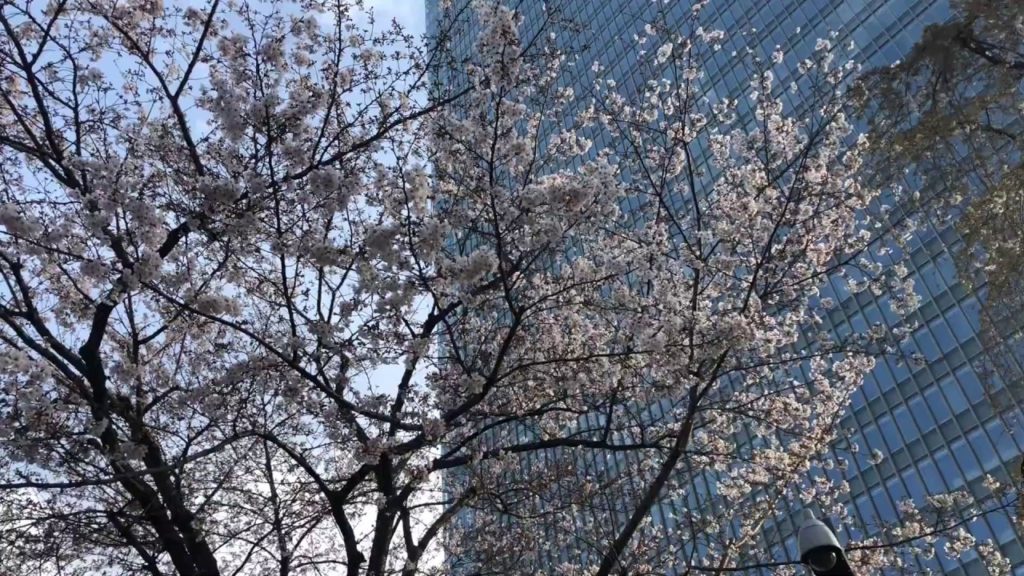赤坂サカスの桜 Cherry Blossom Tokyo 2020.3.26 まだ人気のないビジネス街の朝の桜 Japan Sakura Trip Akasaka Sakasu morning 赤坂サカスの桜 Cherry Blossom Tokyo 2020.3.26 まだ人気のないビジネス街の朝の桜 Japan Sakura Trip Akasaka Sakasu morning