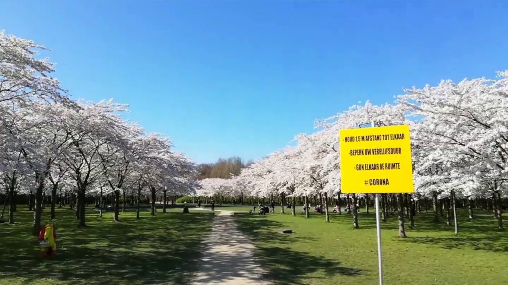 Japanese Cherry Blossom Park Japanese Cherry Blossom Park
