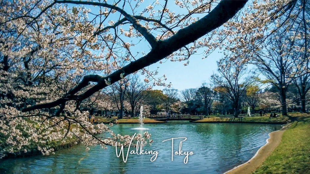 🇯🇵🌸🌸3.25.2020 Yoyogi Park | Walking Tokyo