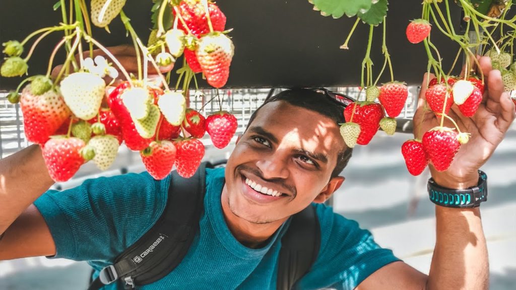 Trip to Japanese strawberry farm | الريف الياباني | مزارع الفروالة