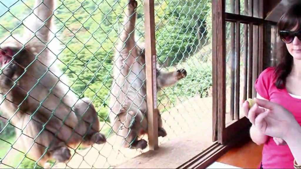 Japan trip day 4 Arashiyama (monkey magic)