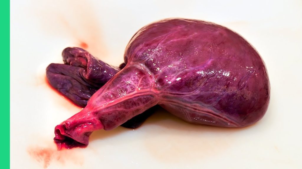 HUGE SHARK HEART in JAPAN!!! Tokyo's WILDEST Seafood Menu!!! HUGE SHARK HEART in JAPAN!!! Tokyo's WILDEST Seafood Menu!!!