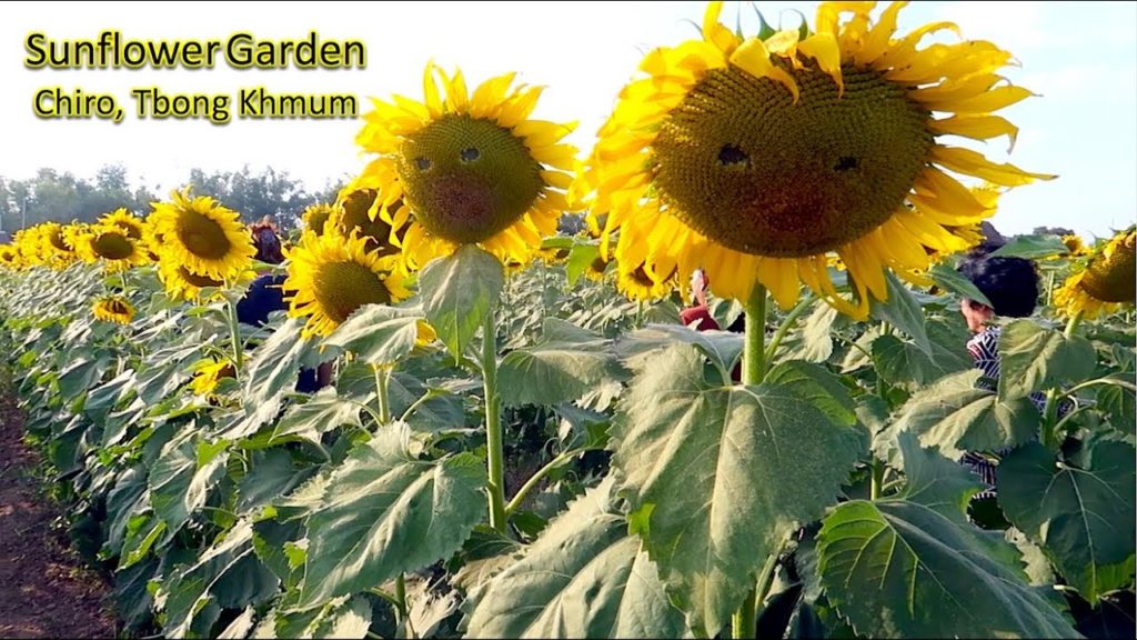 Sun Flower Garden at Chiro Village in Tbong Khmum Province