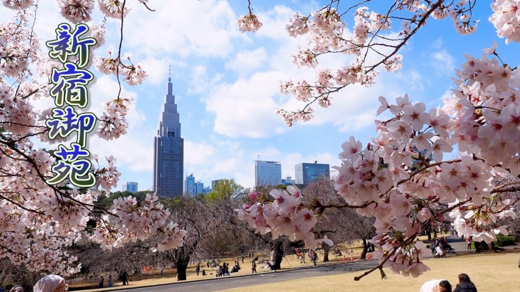 TOKYO【Cherry blossoms】“Somei-Yoshino”of Shinjuku Gyoen National Garden and Joenji Temple. #4K