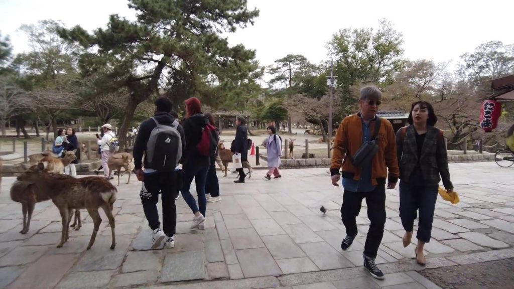 夫婦で修学旅行【世界遺産】奈良 東大寺 大仏1 奈良公園 鹿 京都旅行(2020/3/22)(Todaiji Temple Buddha Nara Park Walking with deer)