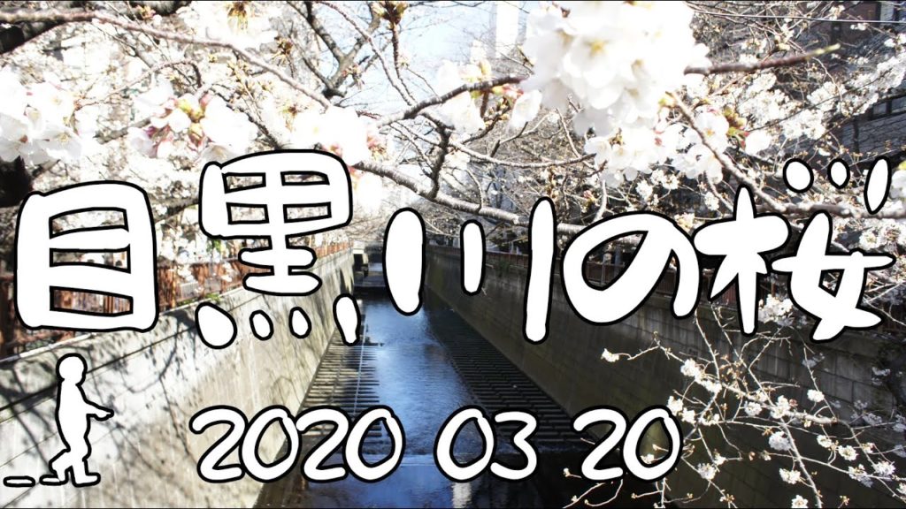 【さんぽ】池尻大橋駅〜中目黒駅　目黒川、桜の開花チェック2020/03/20(Meguro River, cherry blossoming check)