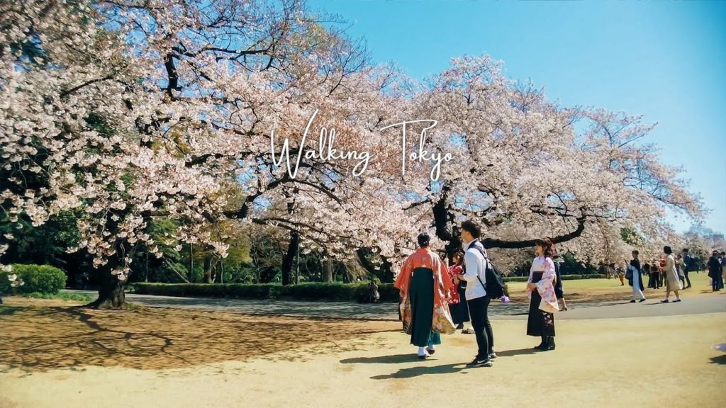 π―π΅πΈπΈ3.25.2020 Shinjuku Gyoen Park | Walking Tokyo π―π΅πΈπΈ3.25.2020 Shinjuku Gyoen Park | Walking Tokyo