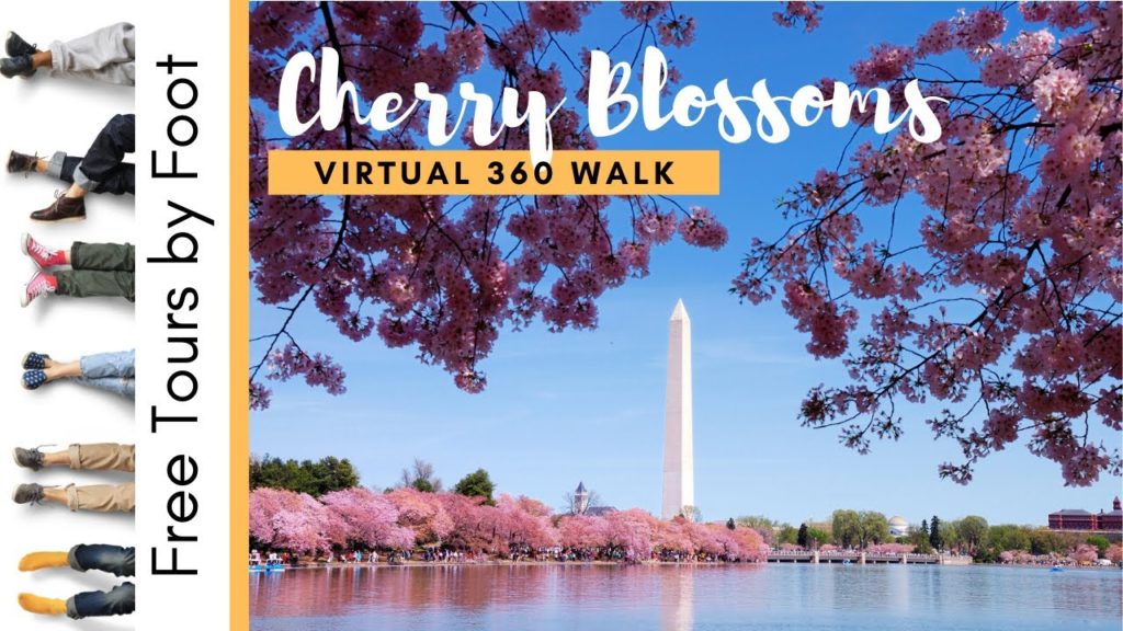 360 Virtual Walk of the 2020 Cherry Blossoms