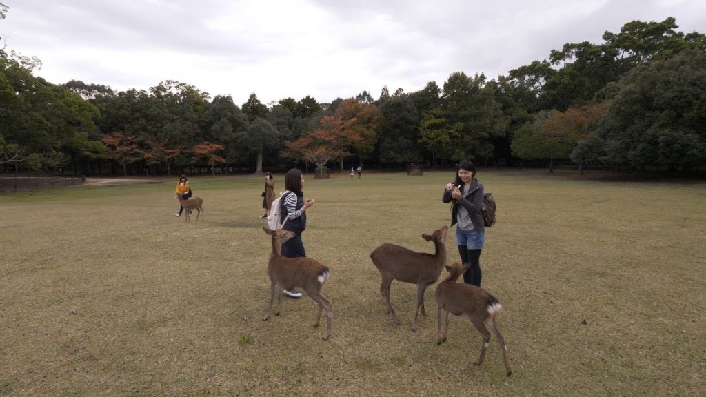 【4K】Midday Nara - playing with deer
