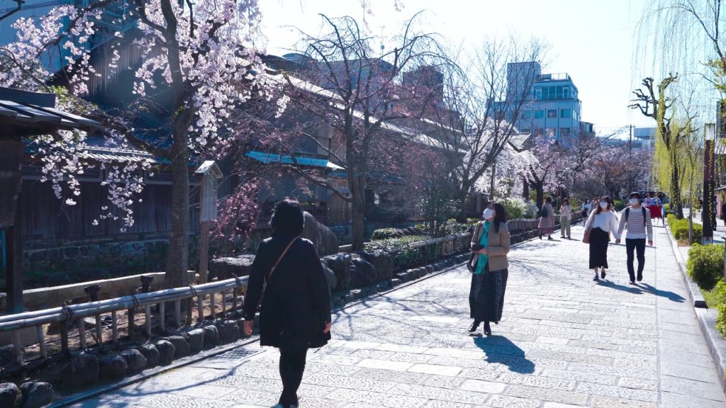 【Kyoto Sakura】祇園白川 桜情報 Gion Shirakawa 2020/03/26