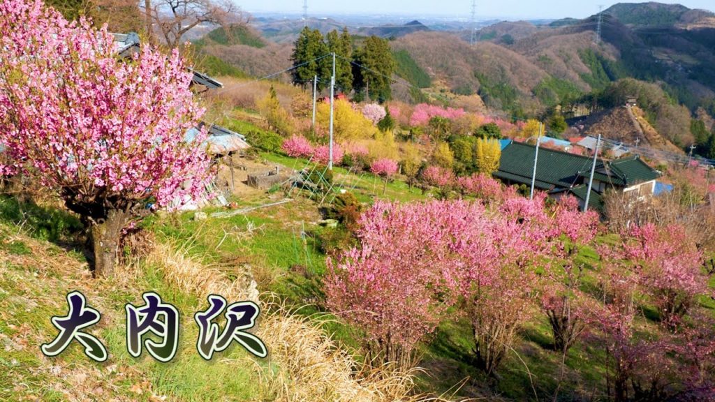 SAITAMA【Peach blossoms】Peach tree blossoms of Ouchizawa. #4K