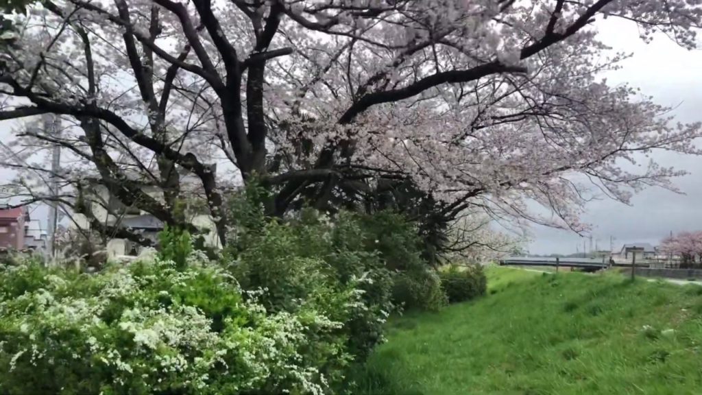 桜=サクラ 千葉県 佐倉市の桜並木 Japan Cherry Blossom 2020 (3/28) 蒸気機関車展示も!Sakura Walk & Steam Locomotive Train 桜=サクラ 千葉県 佐倉市の桜並木 Japan Cherry Blossom 2020 (3/28) 蒸気機関車展示も!Sakura Walk & Steam Locomotive Train