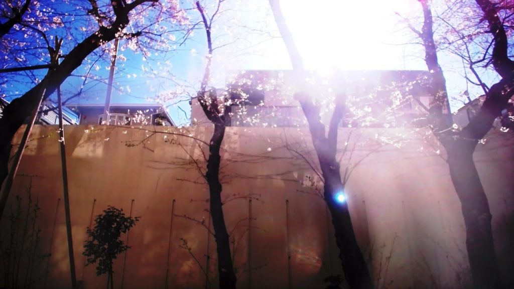 【LIVE CAMERA】Sakura ライブ映像「桜咲く庭のライブカメラ」