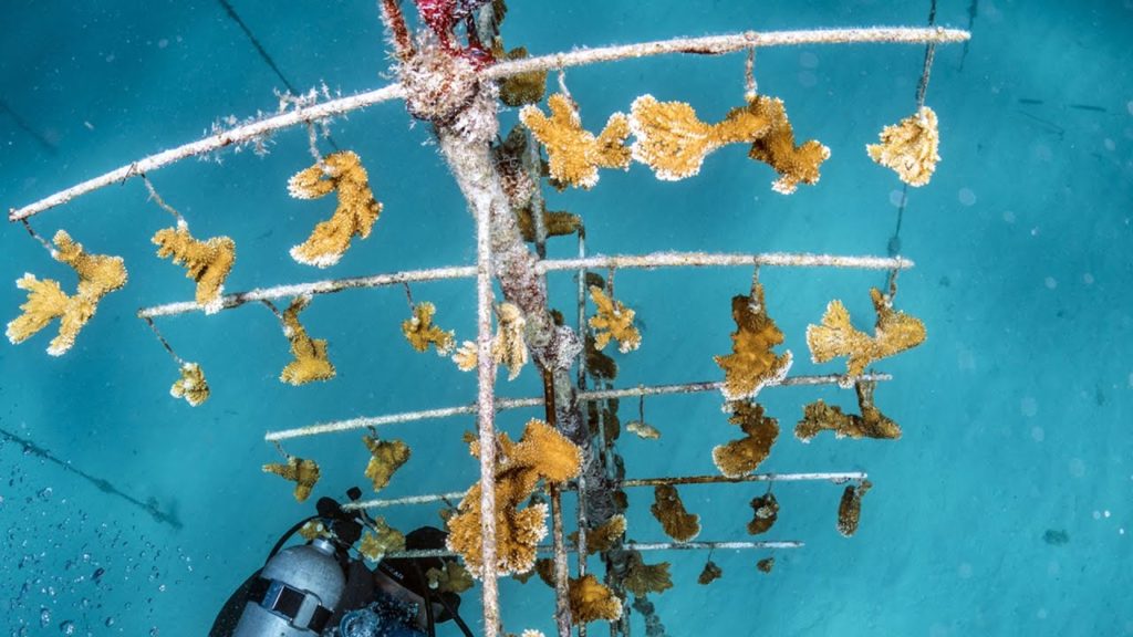 360° Swim through Coral Restoration 360° Swim through Coral Restoration