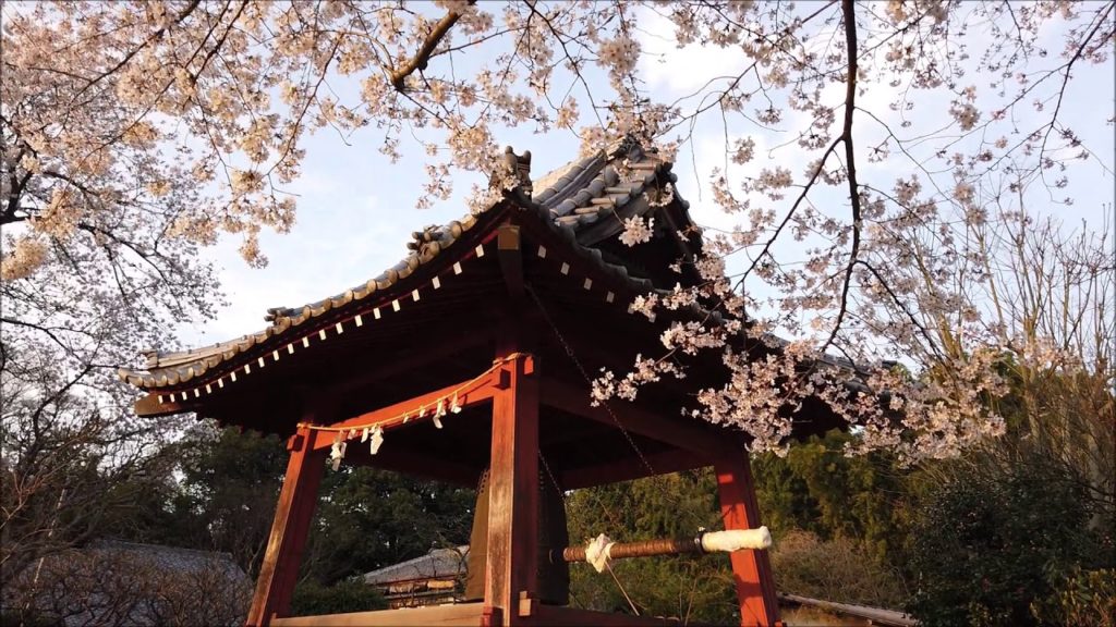 Japanese Cherry Blossom ・ Hanami 2020