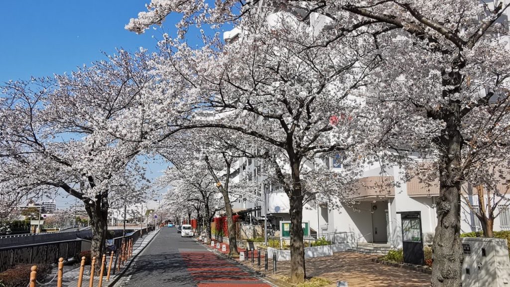 Sakura (Cherry Blossoms) & Going to the Beach in Chiba? | JAPAN LIVESTREAMS 2020