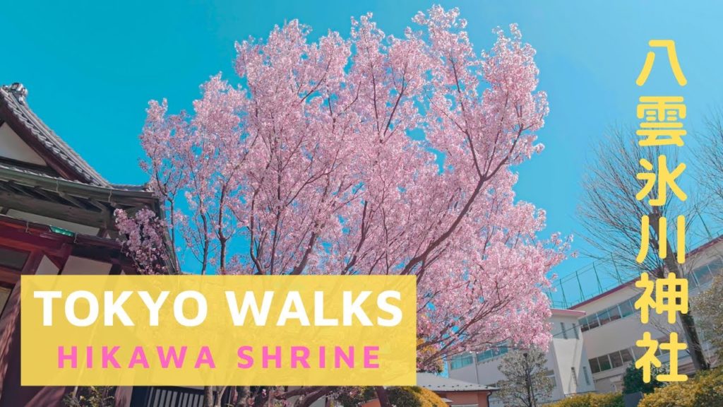 【4K】Tokyo Walks - Hikawa Shrine - Sakura - 八雲氷川神社 - Meguro, Tokyo, Japan - 2020 - 東京目黒
