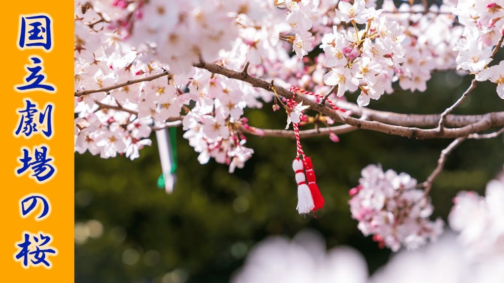 (Cherry Blossom Japan 2020🌸) CherryBlossom of Tokyo a National Theater 4K HDR #国立劇場 #東京