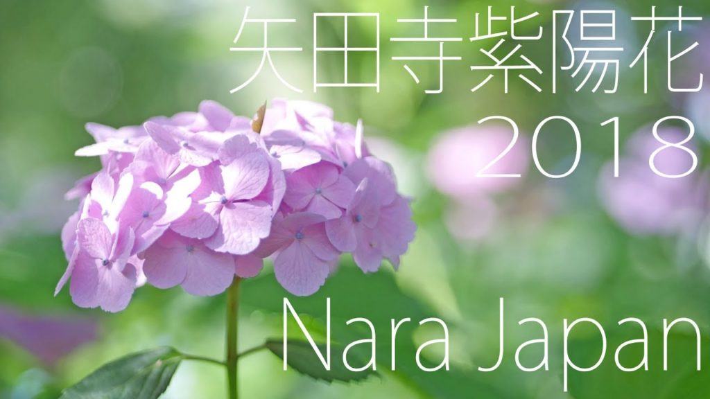 矢田寺の紫陽花2018 Hydrangea garden 【4k】