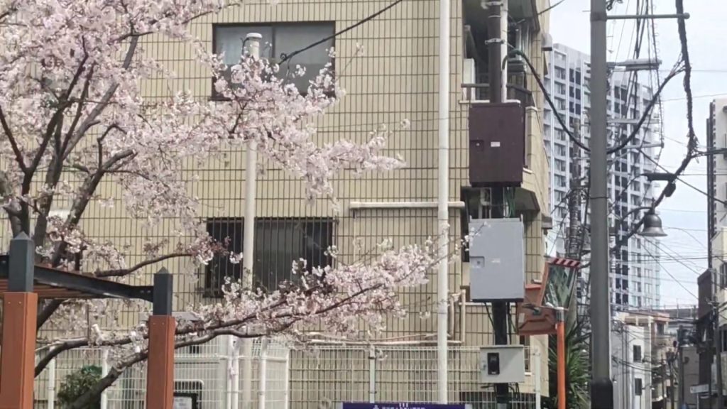 風に散る東京の桜 Tokyo Cherry Blossom 2020 戸越 Japan Sakura Walk flowers blow down by wind 花見のできない東京の春散歩