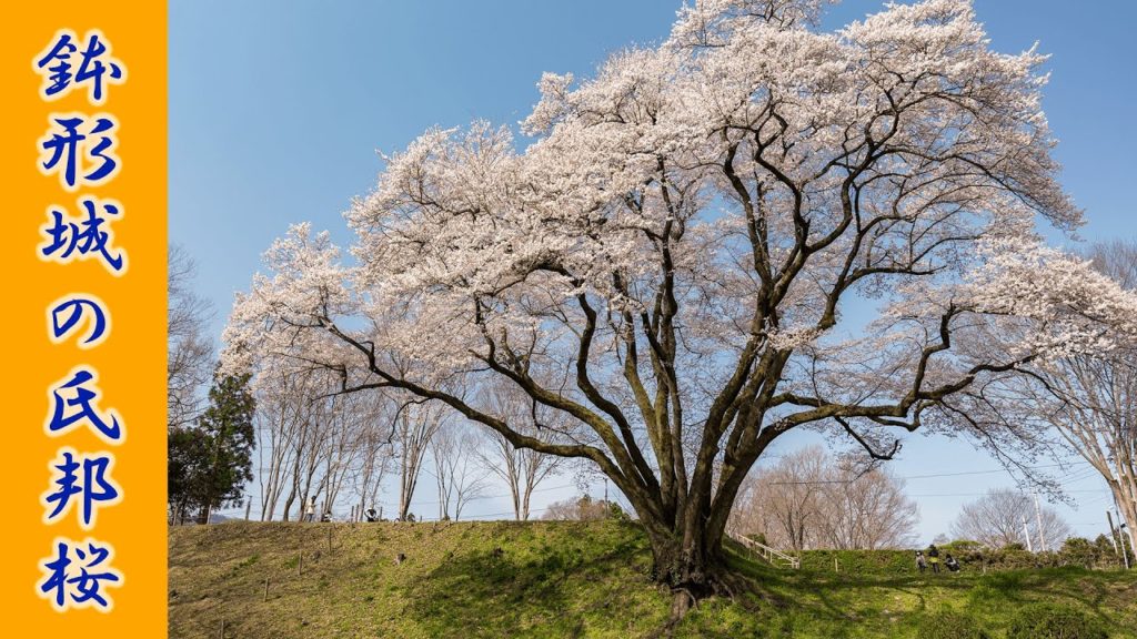 (Cherry Blossom Japan 2020🌸) Ujikuni-zakura of Hachigata Castle 4K HDR #氏邦桜 #鉢形城 #エドヒガンザクラ