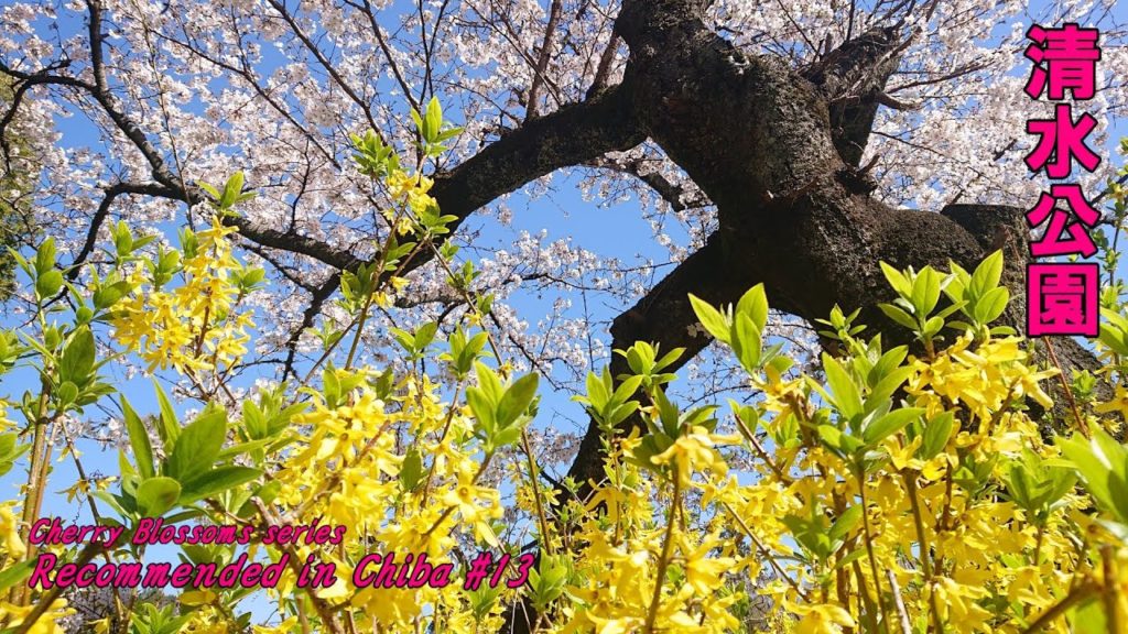 The top of Chiba【Cherry Blossoms Japan 2020】Shimizu Park【清水公園】walking in Chiba,Japan