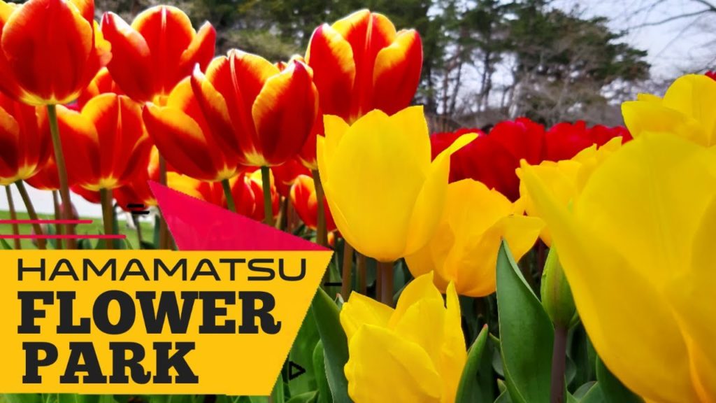 Hamamatsu Flower Park (Don't miss this in Hamamatsu City!)