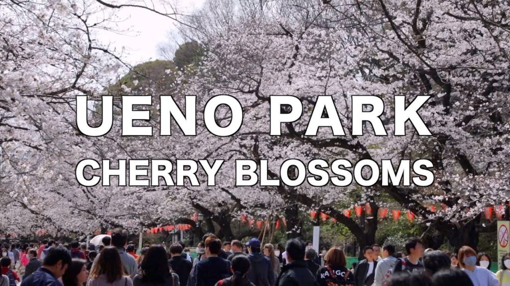 上野公園の桜 / Ueno Park Cherry Blossoms 2020
