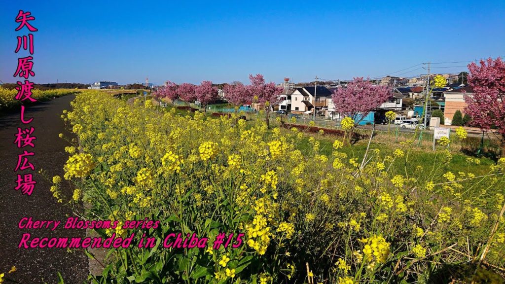 See Cherry and rape blossoms from bank【Cherry blossoms Japan 2020】【矢川原渡し桜広場】walking in Chiba,Japan