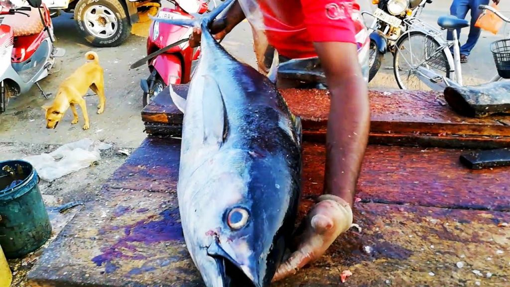TUNA FISH CUTTING - SRI LANKA SEA FOOD