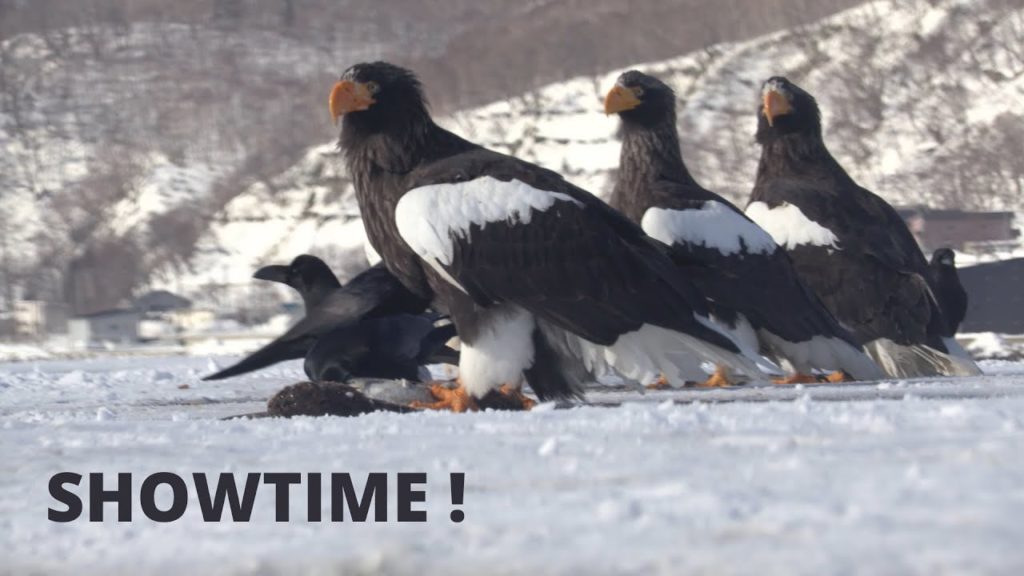 On The Eagle Trail On The Eagle Trail