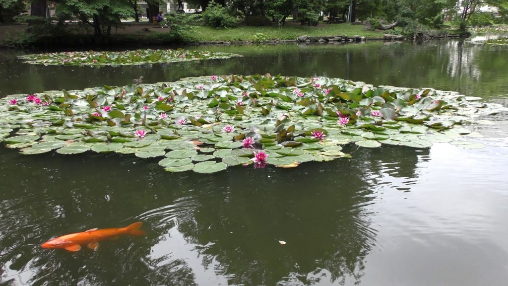 Former Hokkaido Government Office Building ~ Botanical Garden 北海道旧本庁舎 ~ 植物園[4K]