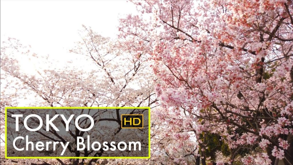 【Japan Trip】Tokyo Cherry Blossom - Shinjuku Gyoen / 桜 花見 新宿御苑