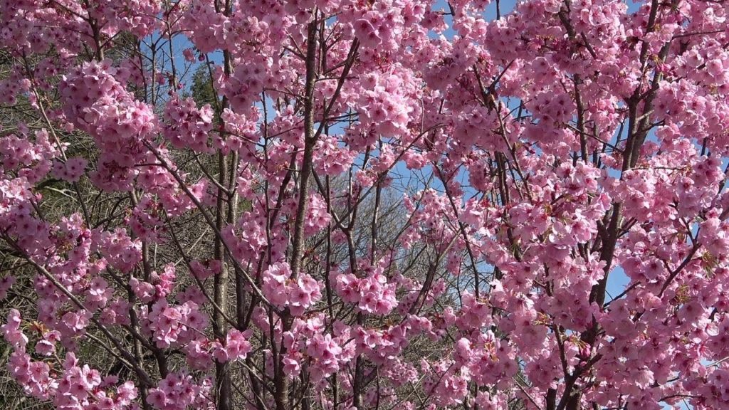 2020 Sakura, cherry blossoms in Gifu  (Japan)桜/Recommended for sightseeing