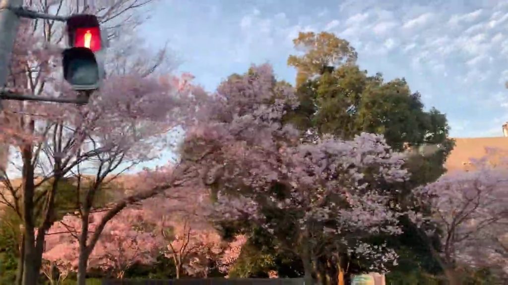 晴天ですね、日本最古の人工池狭山池の今日の桜　Sakura of today's oldest artificial pond Sayama Pond in Japan　Cherry Blossoms
