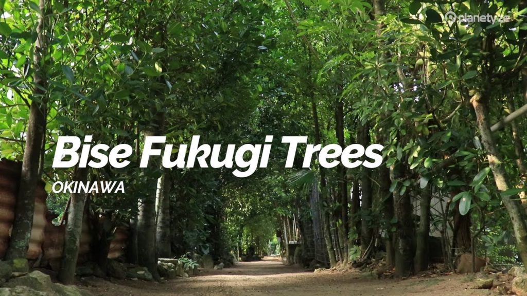 Bise Fukugi Trees, Okinawa | Japan Travel Guide