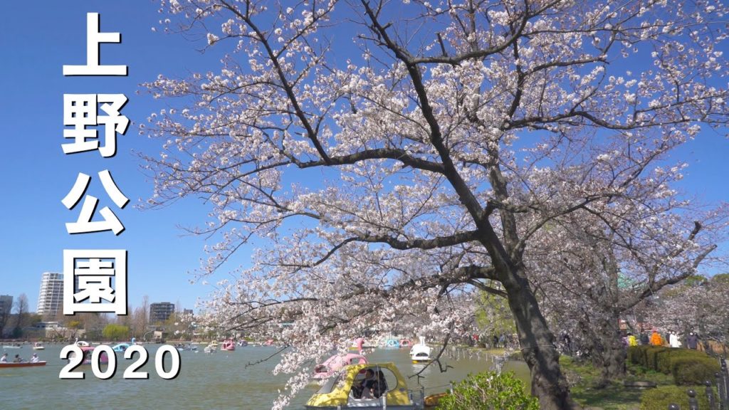 2020 上野公園の桜(4K) Cherry Blossoms At Ueno Park, Tokyo(UHD)