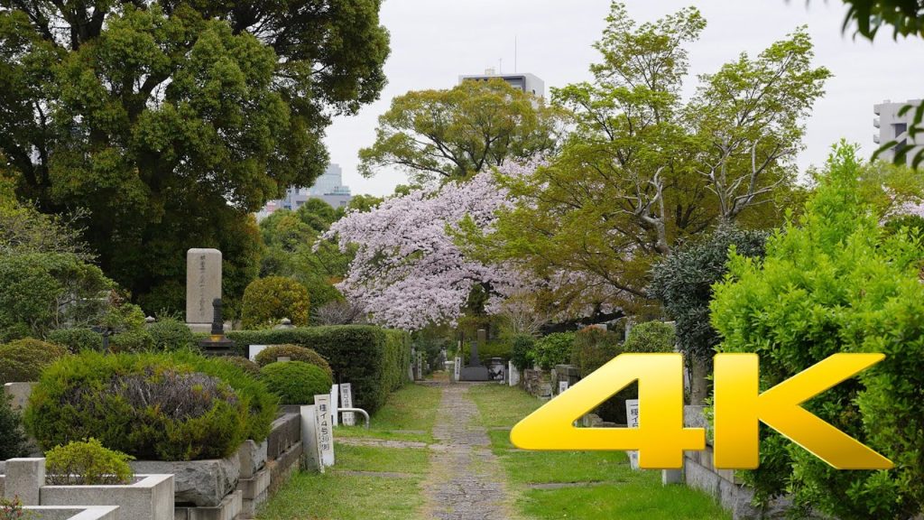 Tokyo Aoyama Cemetery – 青山霊園 – 4K Ultra HD Tokyo Aoyama Cemetery - 青山霊園 - 4K Ultra HD