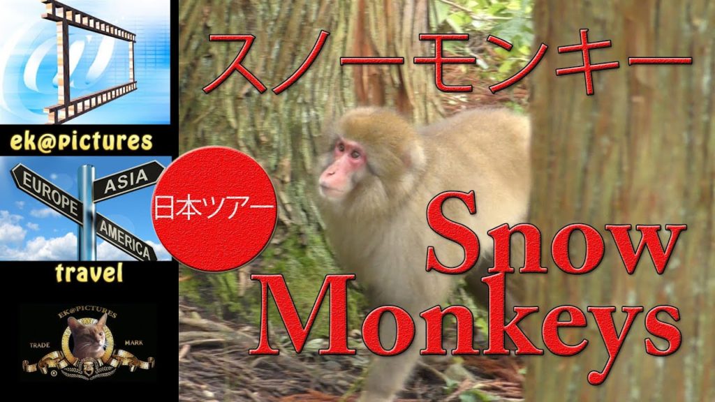 Snow Monkeys