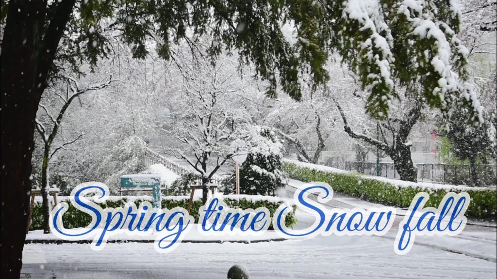 Spring Time Snow 2020/Cherry Blossom & Snow/ Tokyo Snow/ 春の雪 / 東京雪 / 桜と雪 Spring Time Snow 2020/Cherry Blossom & Snow/ Tokyo Snow/ 春の雪 / 東京雪 / 桜と雪