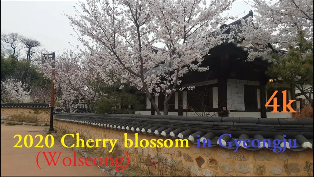 4K, 2020경주 (월성)벚꽃개화 (2020 Cherry blossom in Gyeongju (Wolseong)